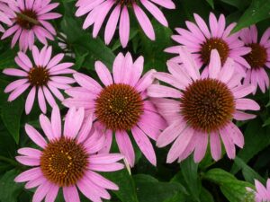 Die Echinacea  sieht nicht nur gut aus, sie hat auch noch natürliche Heilkräfte.