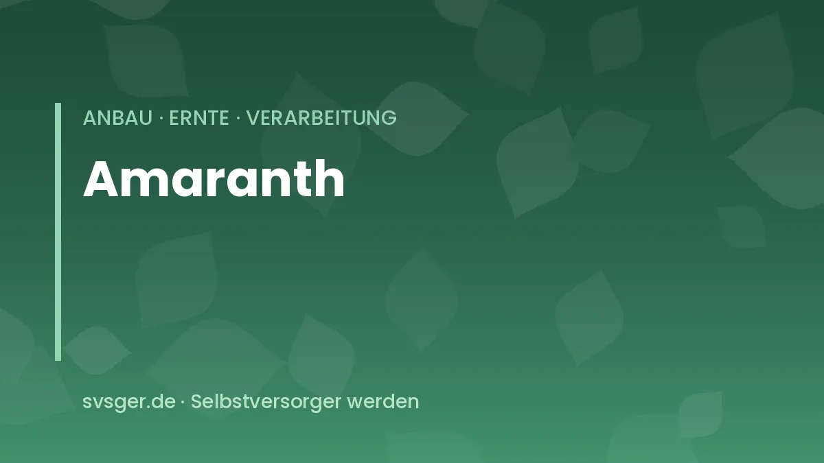 Amaranth anbauen: hohe Amaranthpflanzen mit roten Rispen und essbaren Blättern im Gemüsebeet