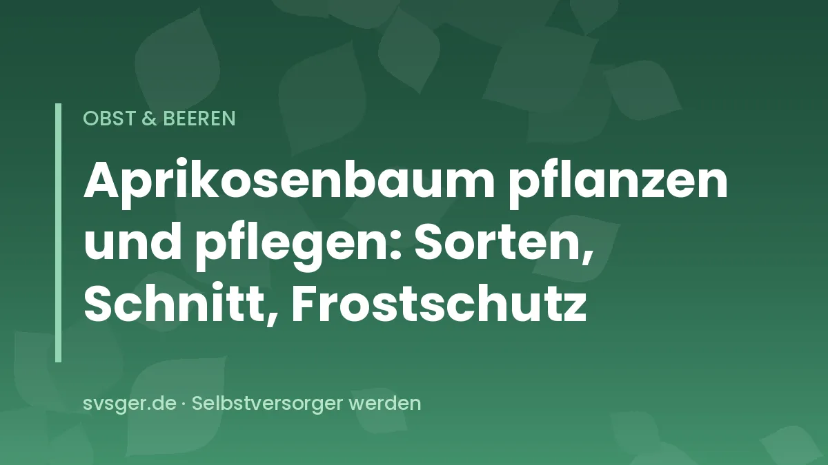 Aprikosenbaum an einer sonnigen Hauswand mit reifen orangefarbenen Früchten