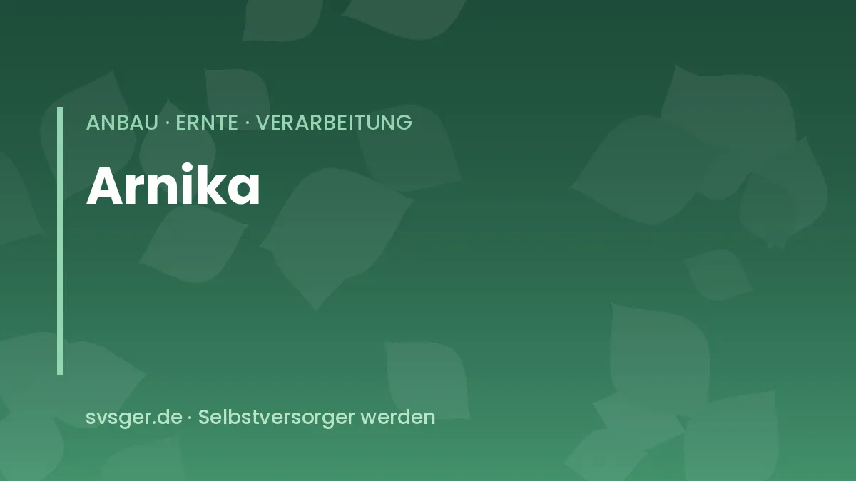Arnika auf magerer Bergwiese: dottergelbe Blütenköpfe über einer bodennahen Blattrosette