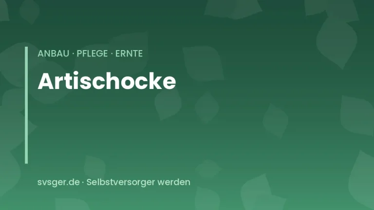 artischocken anbauen