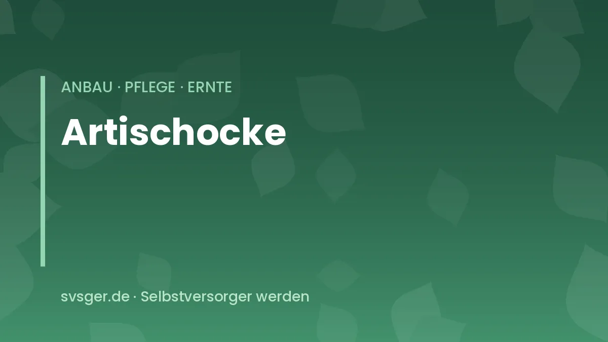 Artischocken anbauen: große Artischockenpflanze mit geschlossenen Blütenknospen und silbrigen Blättern im Garten