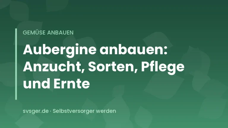 Reife dunkelviolette Auberginen an der Pflanze im Foliengewächshaus