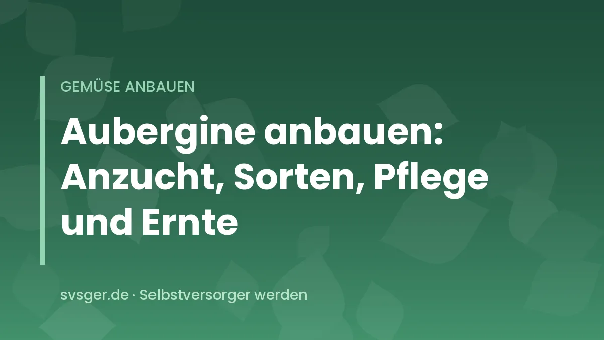 Reife dunkelviolette Auberginen an der Pflanze im Foliengewächshaus