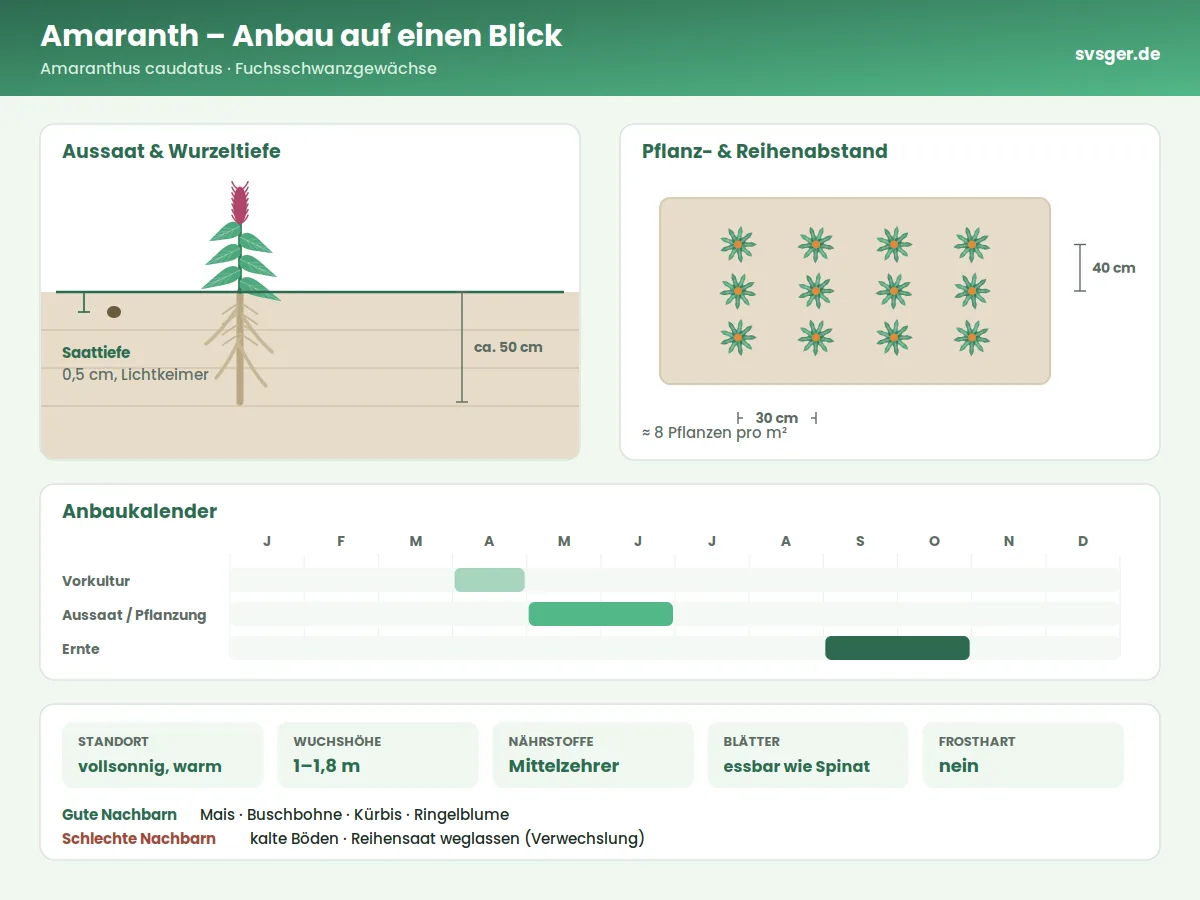 Amaranth Aufbau: Saattiefe, Pflanzabstand und Anbaukalender