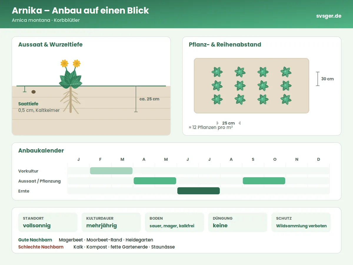 Arnika Aufbau: Saattiefe, Pflanzabstand und Anbaukalender