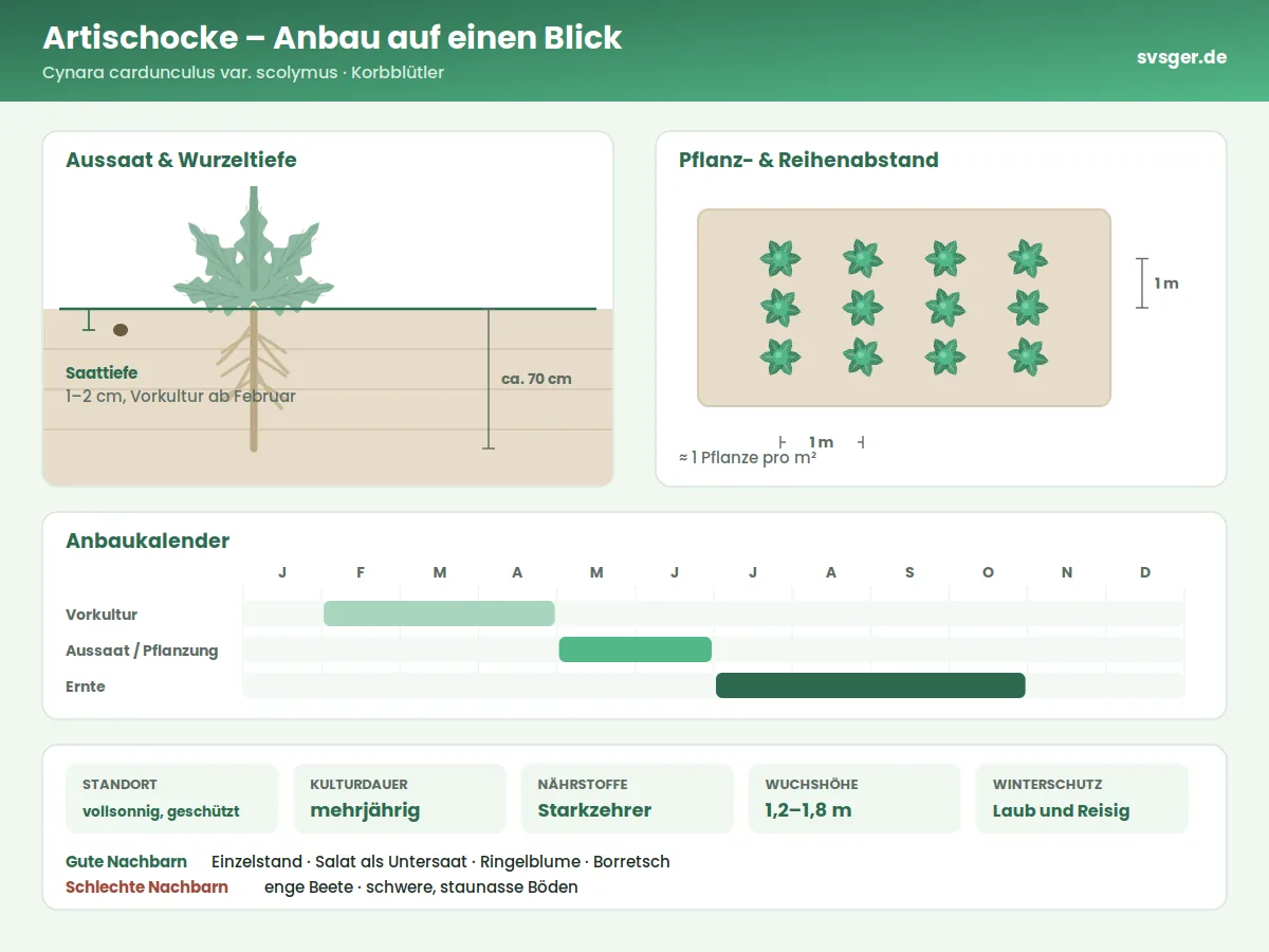 Artischocke Aufbau: Saattiefe, Pflanzabstand und Anbaukalender
