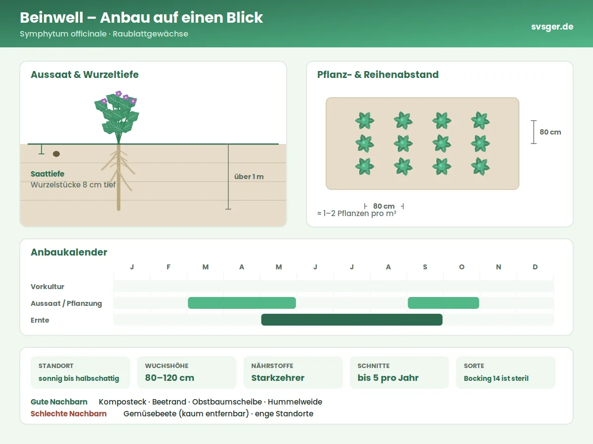 Beinwell Aufbau: Saattiefe, Pflanzabstand und Anbaukalender