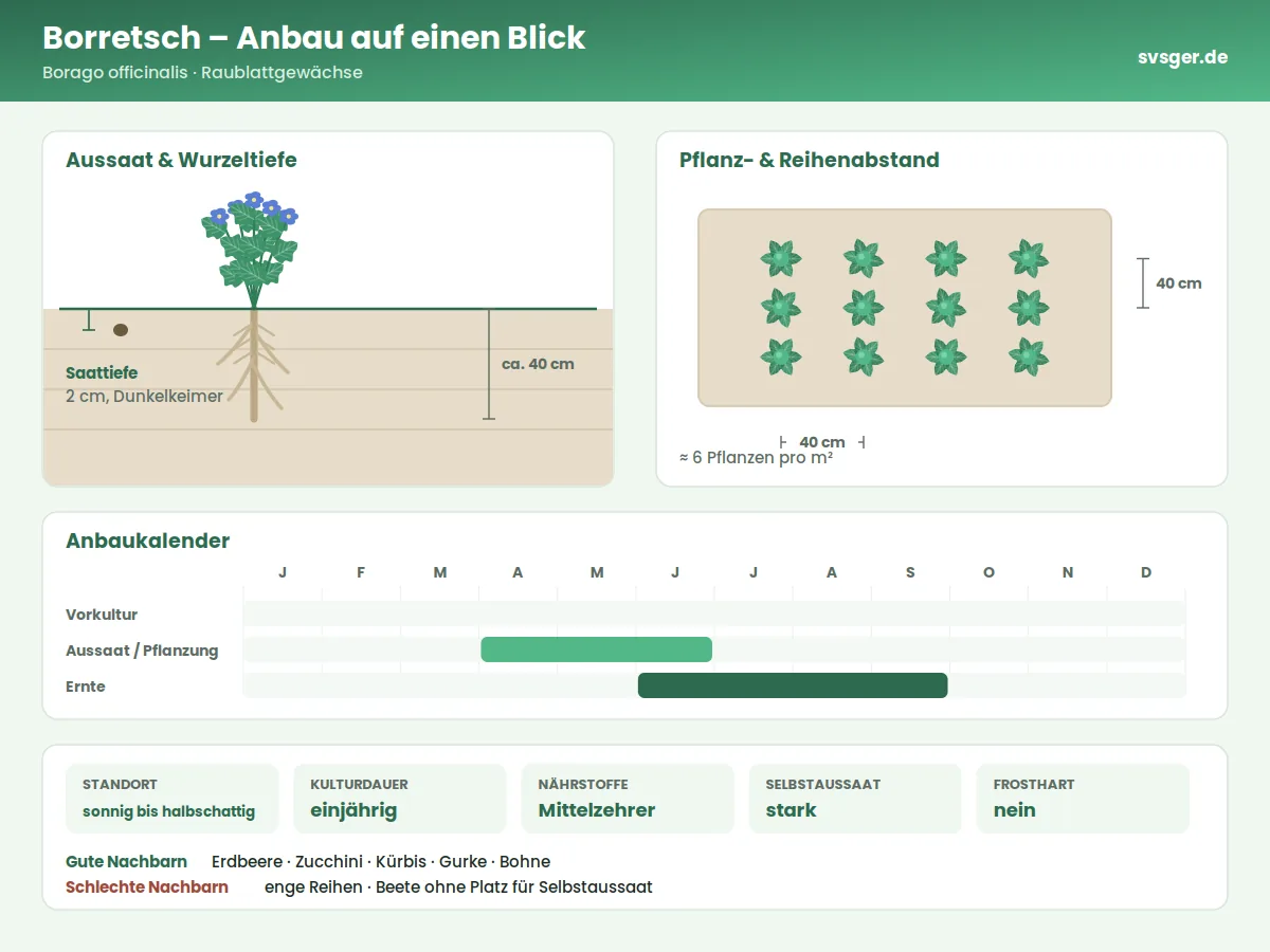 Borretsch Aufbau: Saattiefe, Pflanzabstand und Anbaukalender