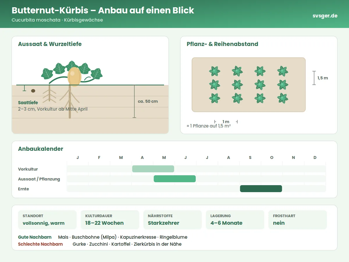 Butternut-Kürbis Aufbau: Saattiefe, Pflanzabstand und Anbaukalender