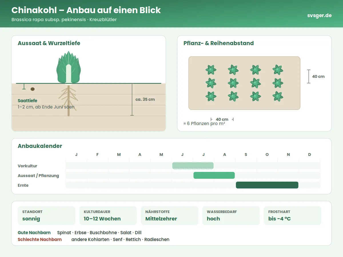 Chinakohl Aufbau: Saattiefe, Pflanzabstand und Anbaukalender