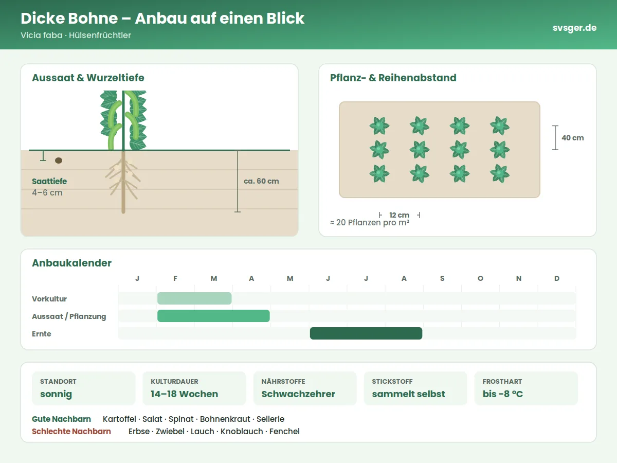 Dicke Bohne Aufbau: Saattiefe, Pflanzabstand und Anbaukalender