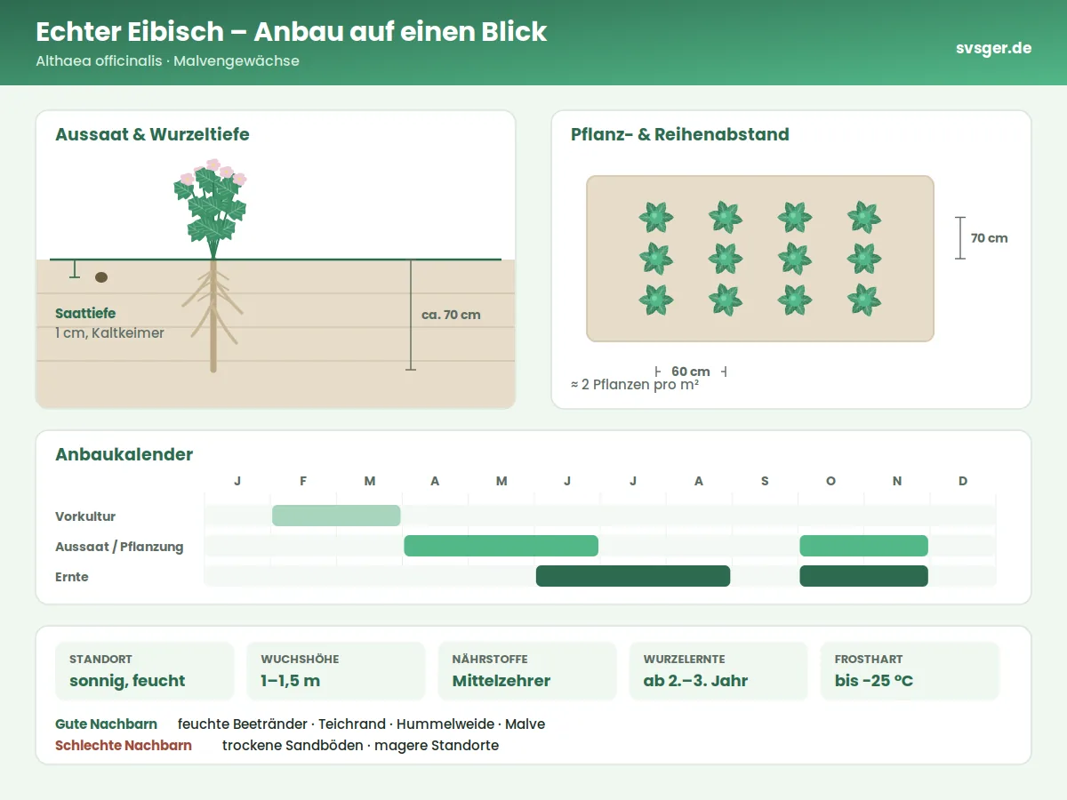 Eibisch Aufbau: Saattiefe, Pflanzabstand und Anbaukalender