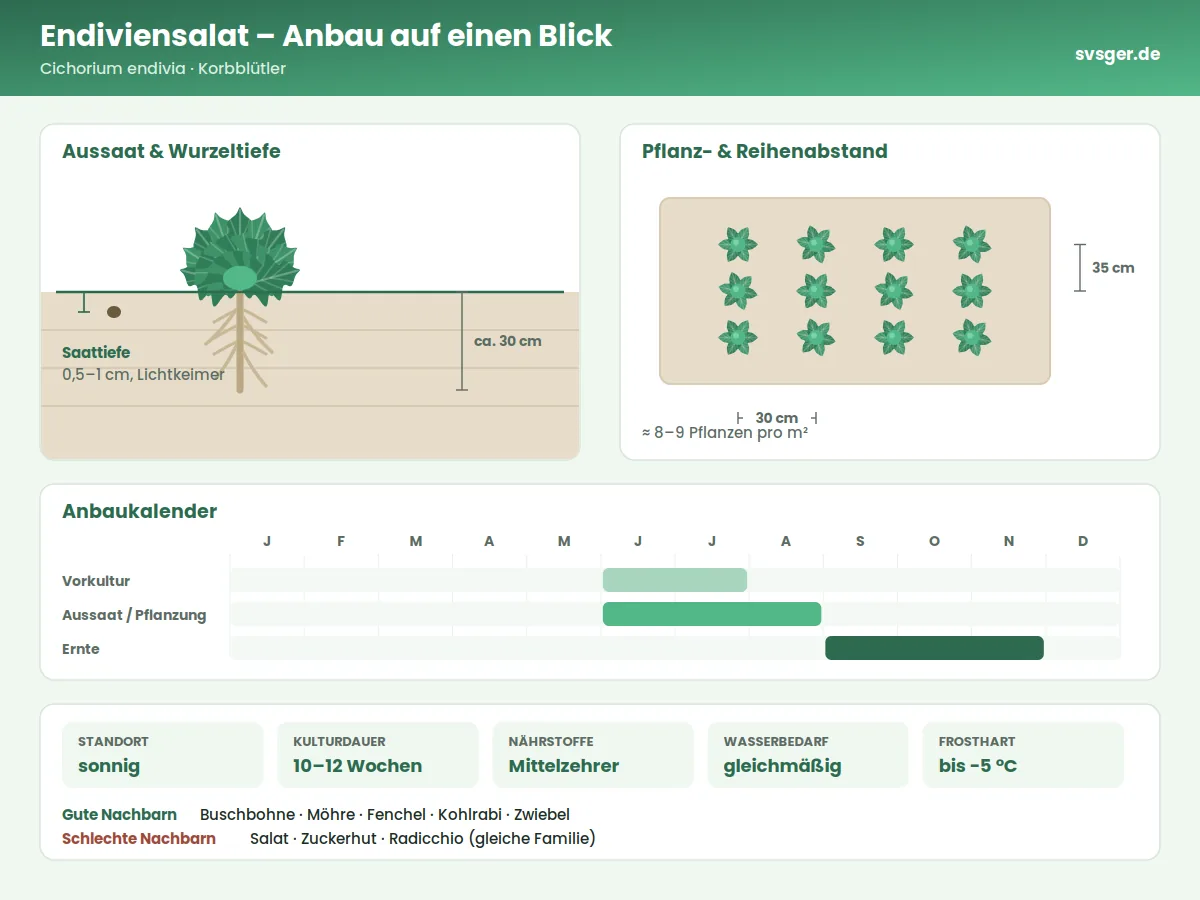 Endiviensalat Aufbau: Saattiefe, Pflanzabstand und Anbaukalender