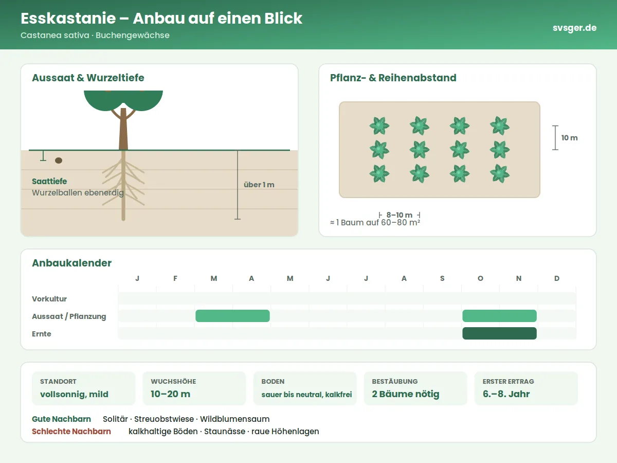 Esskastanie Aufbau: Saattiefe, Pflanzabstand und Anbaukalender