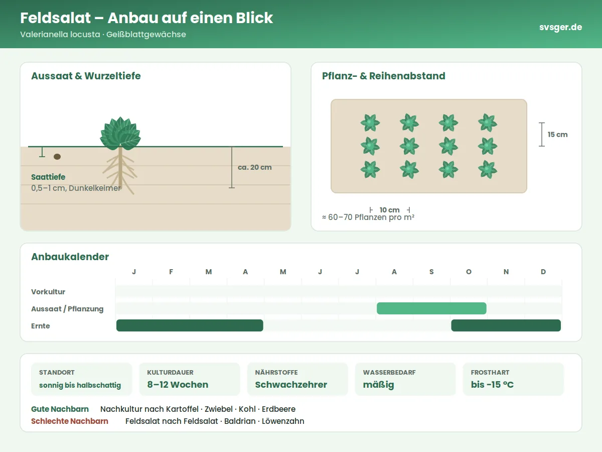 Feldsalat Aufbau: Saattiefe, Pflanzabstand und Anbaukalender