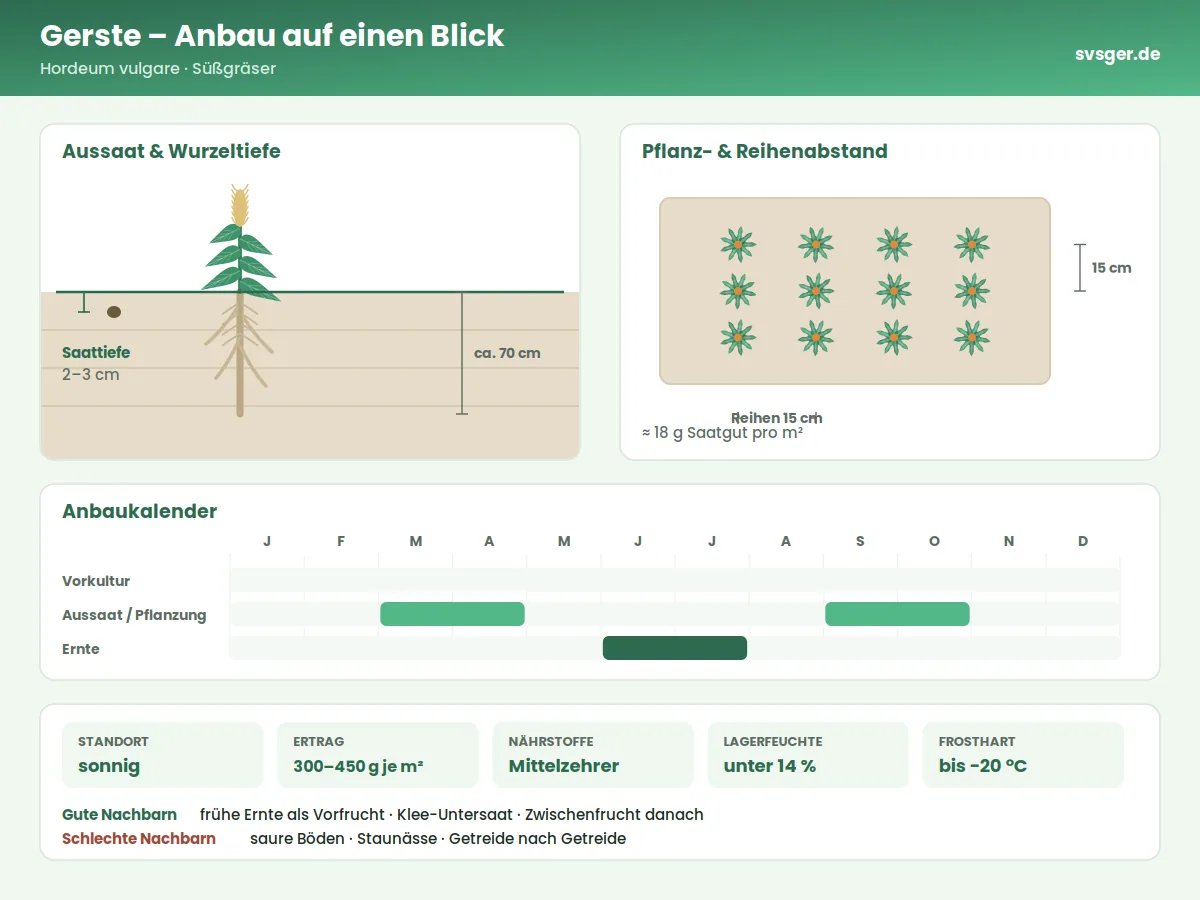 Gerste Aufbau: Saattiefe, Pflanzabstand und Anbaukalender