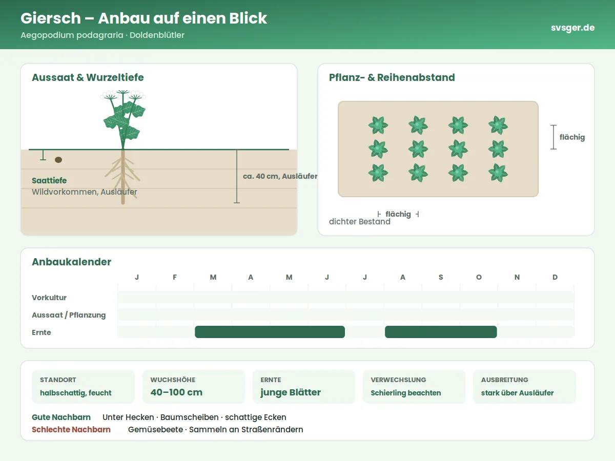 Giersch Aufbau: Saattiefe, Pflanzabstand und Anbaukalender