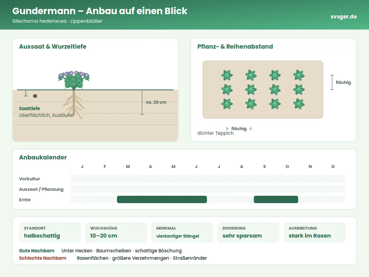 Gundermann Aufbau: Saattiefe, Pflanzabstand und Anbaukalender