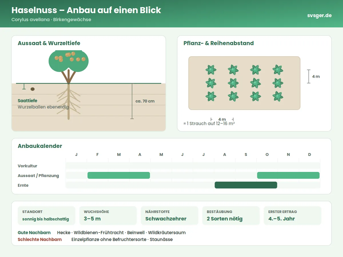 Haselnuss Aufbau: Saattiefe, Pflanzabstand und Anbaukalender