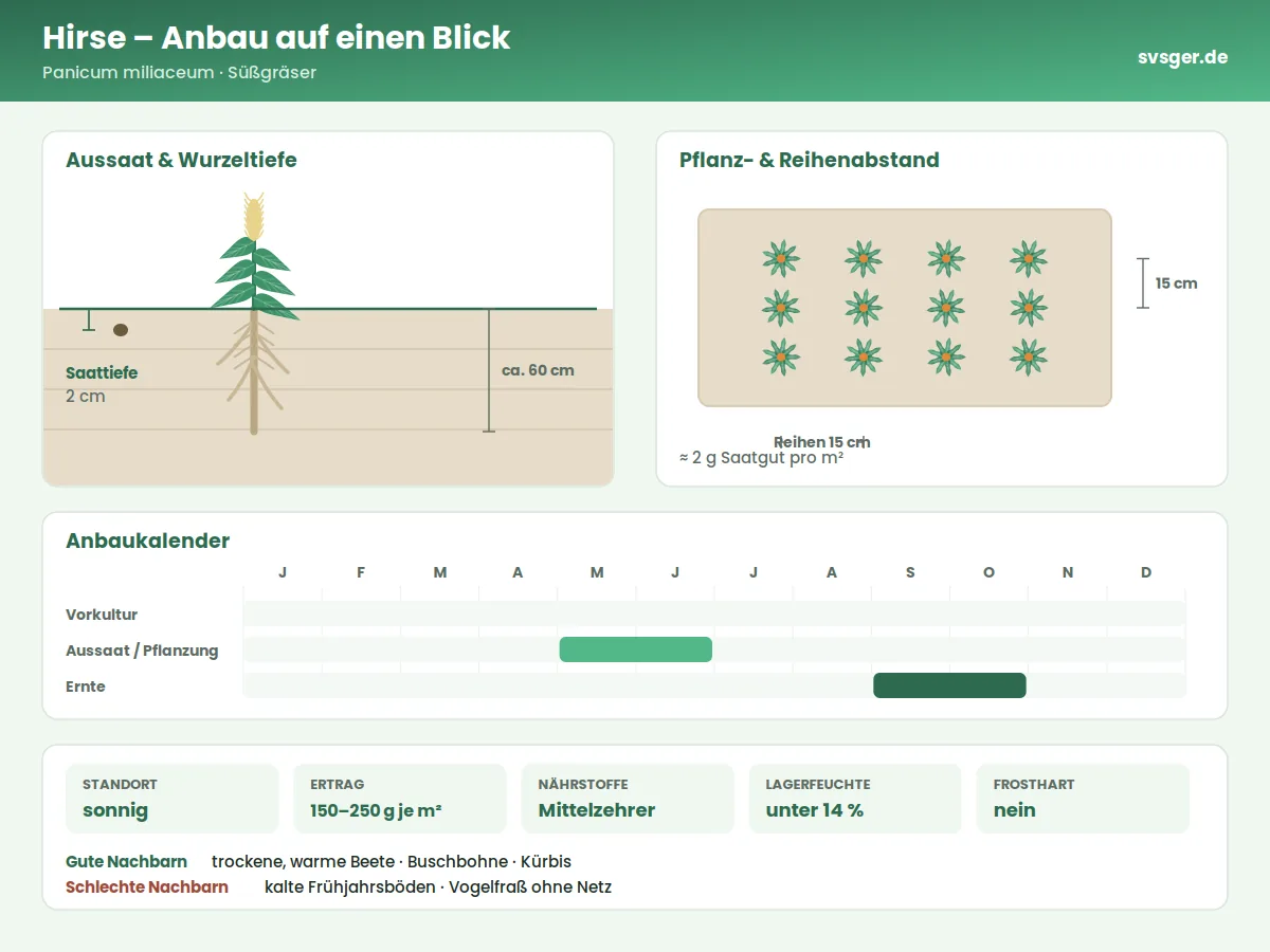 Hirse Aufbau: Saattiefe, Pflanzabstand und Anbaukalender