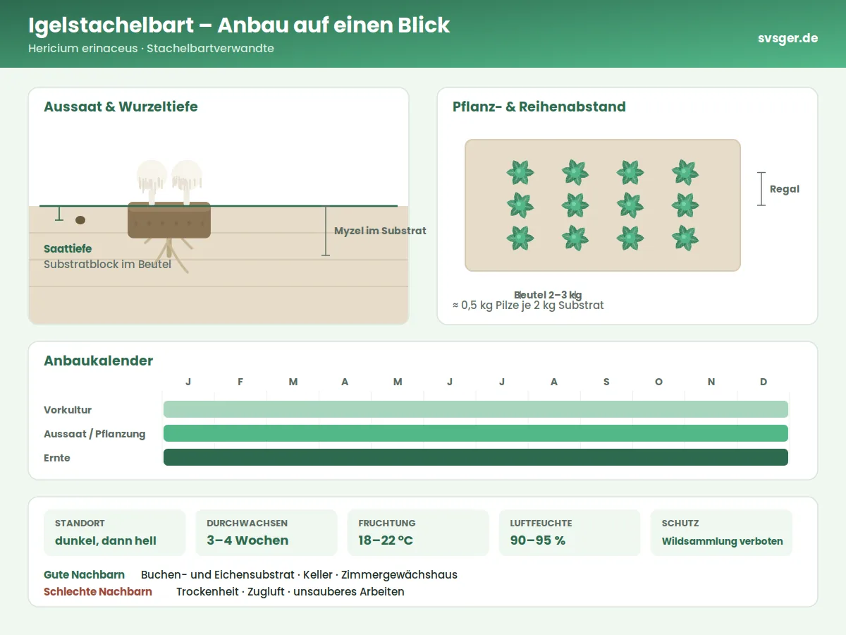 Igelstachelbart Aufbau: Saattiefe, Pflanzabstand und Anbaukalender