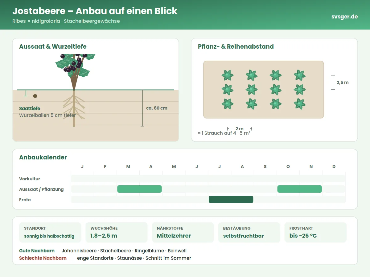 Jostabeere Aufbau: Saattiefe, Pflanzabstand und Anbaukalender