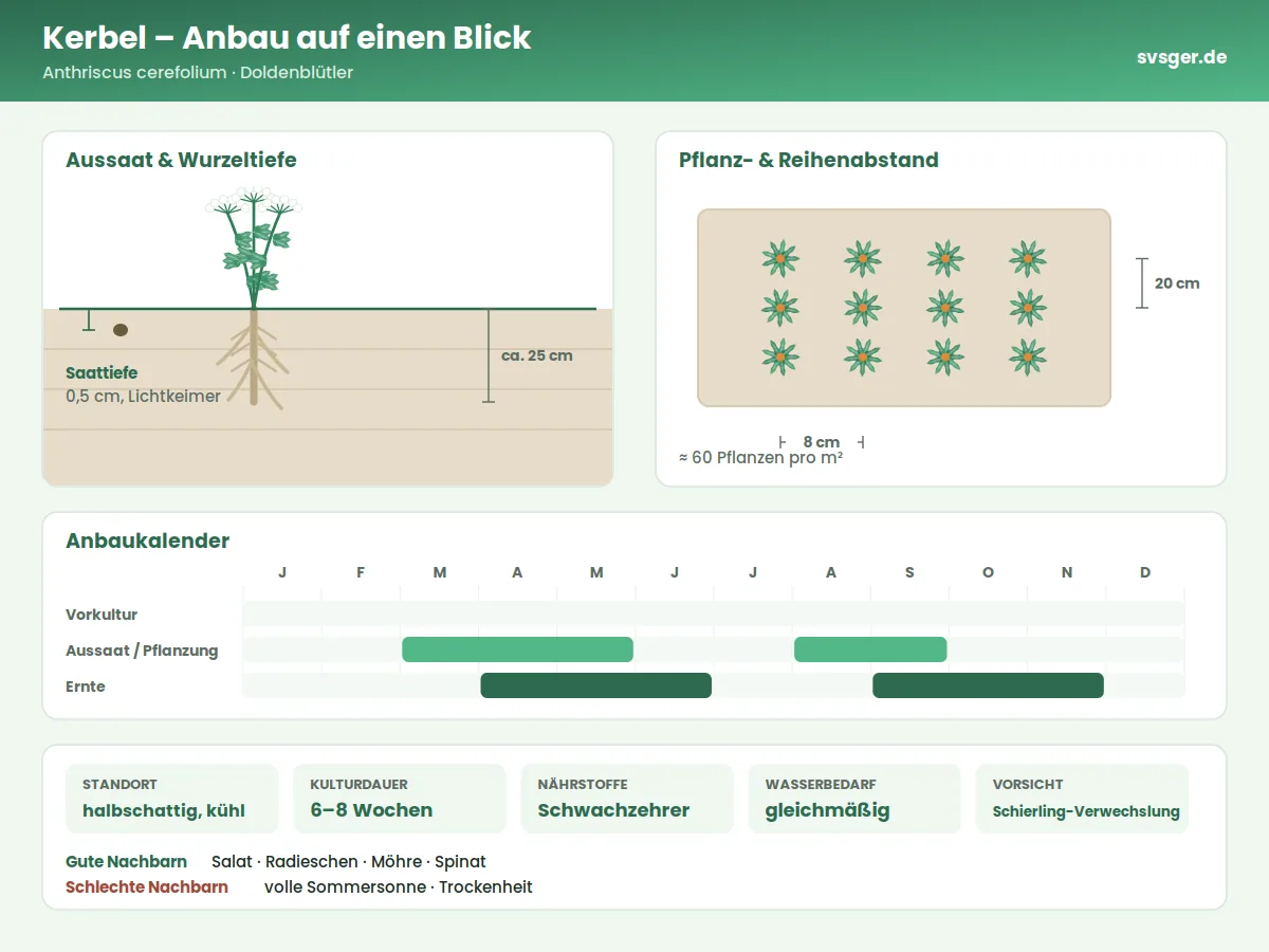 Kerbel Aufbau: Saattiefe, Pflanzabstand und Anbaukalender