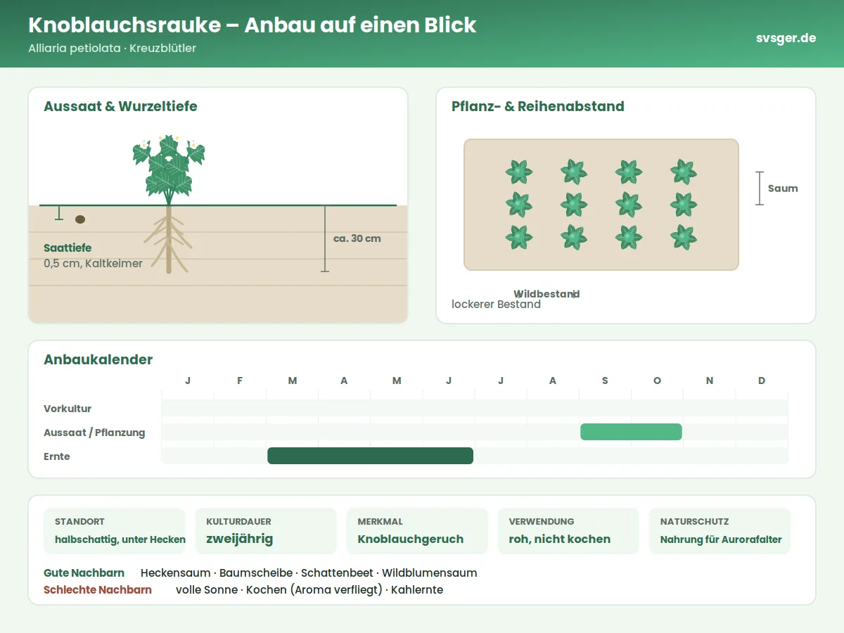 Knoblauchsrauke Aufbau: Saattiefe, Pflanzabstand und Anbaukalender