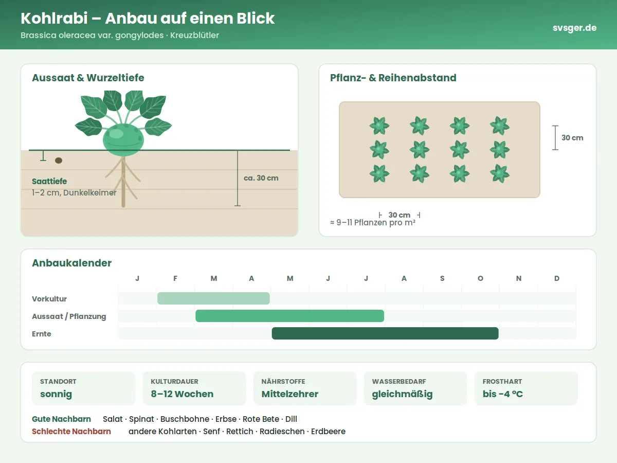 Kohlrabi Aufbau: Saattiefe, Pflanzabstand und Anbaukalender
