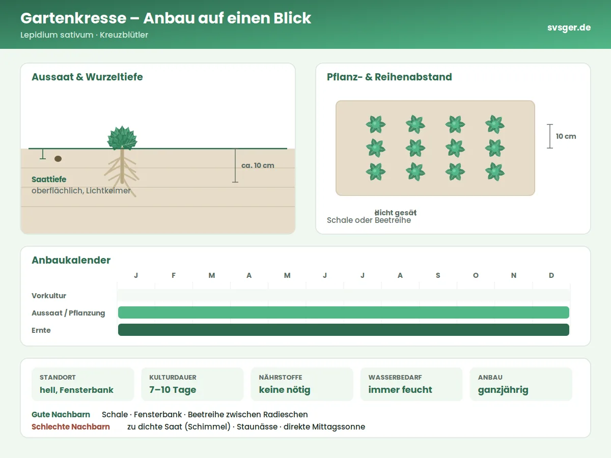 Gartenkresse Aufbau: Saattiefe, Pflanzabstand und Anbaukalender