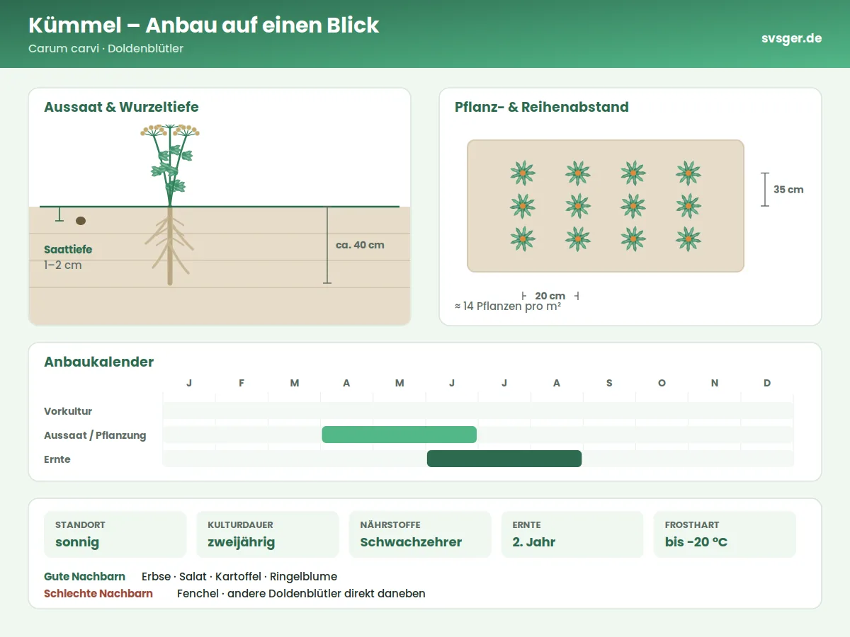 Kümmel Aufbau: Saattiefe, Pflanzabstand und Anbaukalender