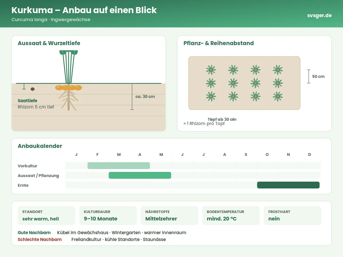 Kurkuma Aufbau: Saattiefe, Pflanzabstand und Anbaukalender