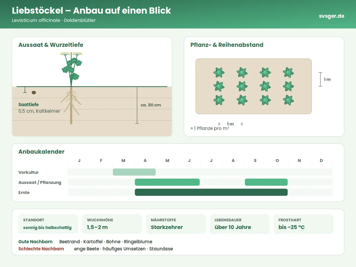 Liebstöckel Aufbau: Saattiefe, Pflanzabstand und Anbaukalender