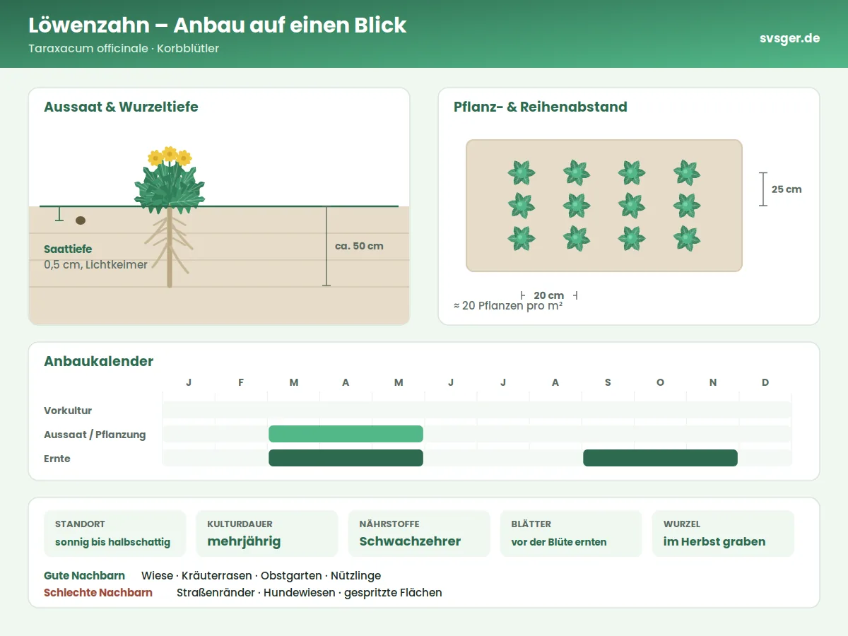 Löwenzahn Aufbau: Saattiefe, Pflanzabstand und Anbaukalender