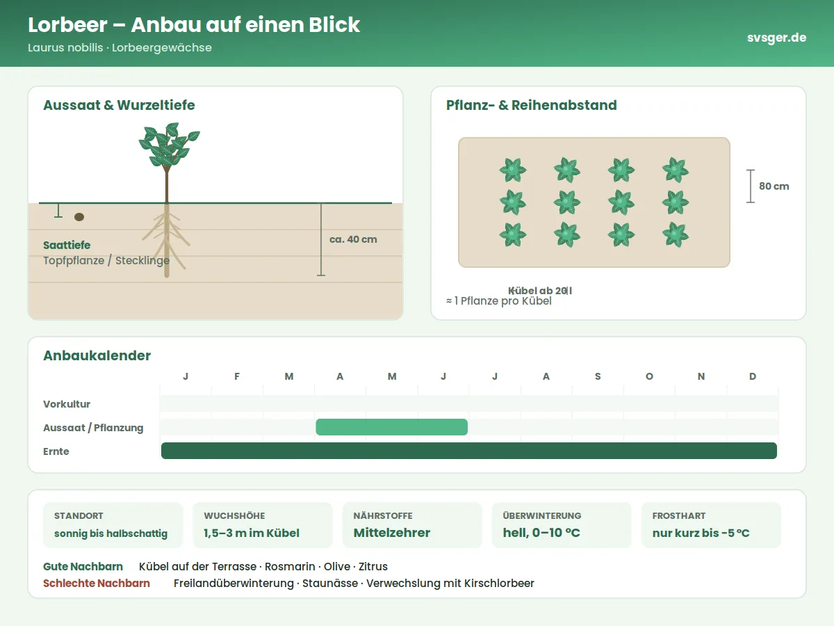 Lorbeer Aufbau: Saattiefe, Pflanzabstand und Anbaukalender