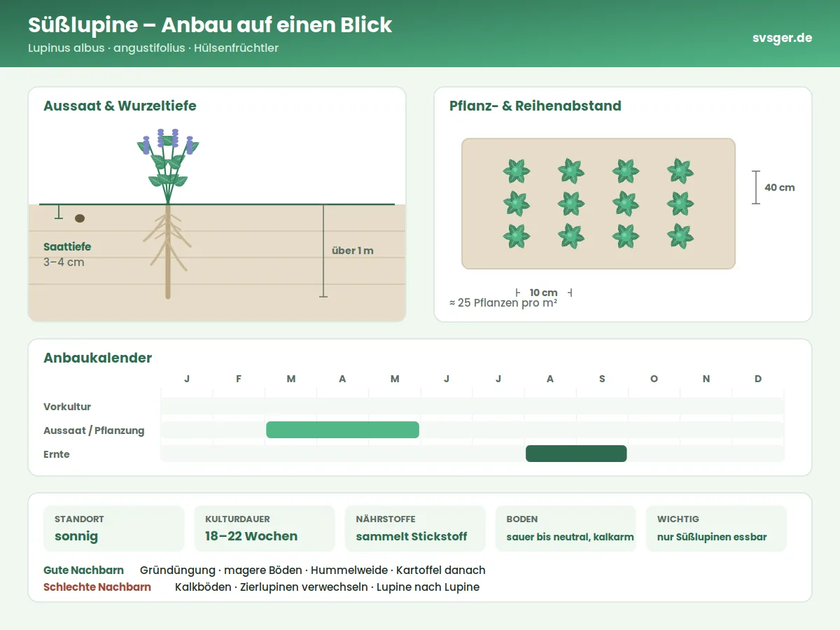 Süßlupine Aufbau: Saattiefe, Pflanzabstand und Anbaukalender