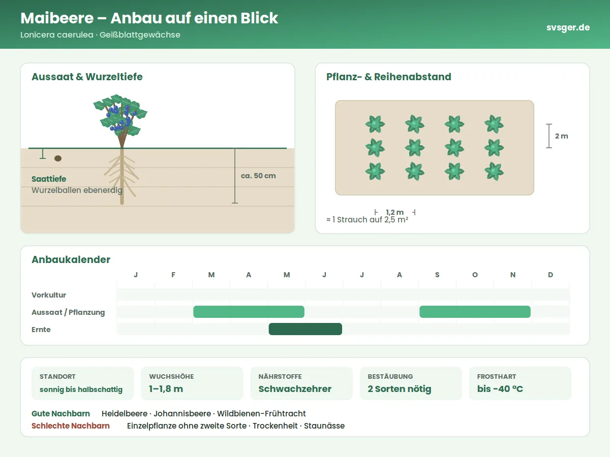 Maibeere Aufbau: Saattiefe, Pflanzabstand und Anbaukalender