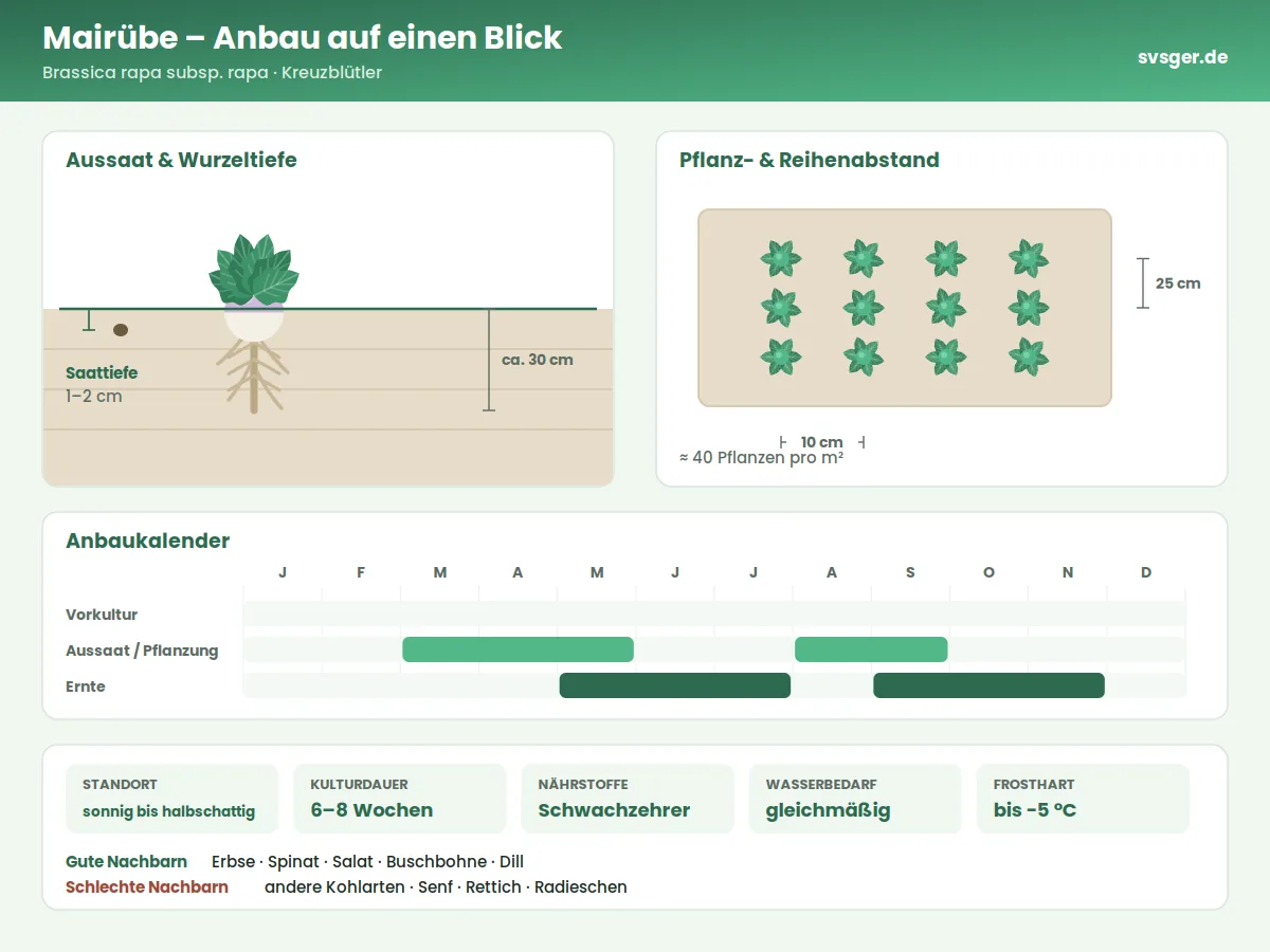 Mairübe Aufbau: Saattiefe, Pflanzabstand und Anbaukalender