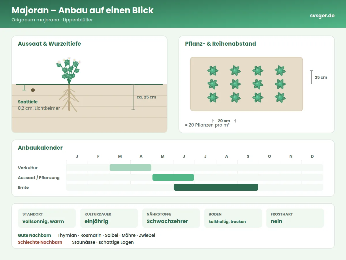 Majoran Aufbau: Saattiefe, Pflanzabstand und Anbaukalender