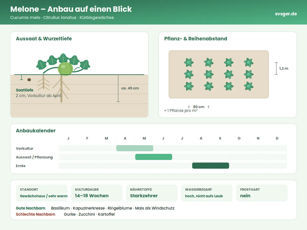 Melonen Aufbau: Saattiefe, Pflanzabstand und Anbaukalender
