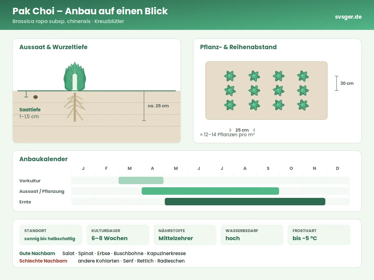 Pak Choi Aufbau: Saattiefe, Pflanzabstand und Anbaukalender