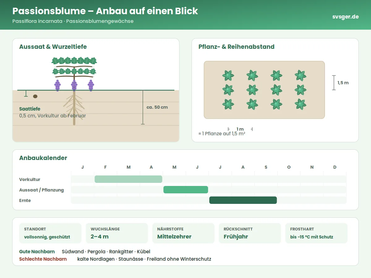 Passionsblume Aufbau: Saattiefe, Pflanzabstand und Anbaukalender