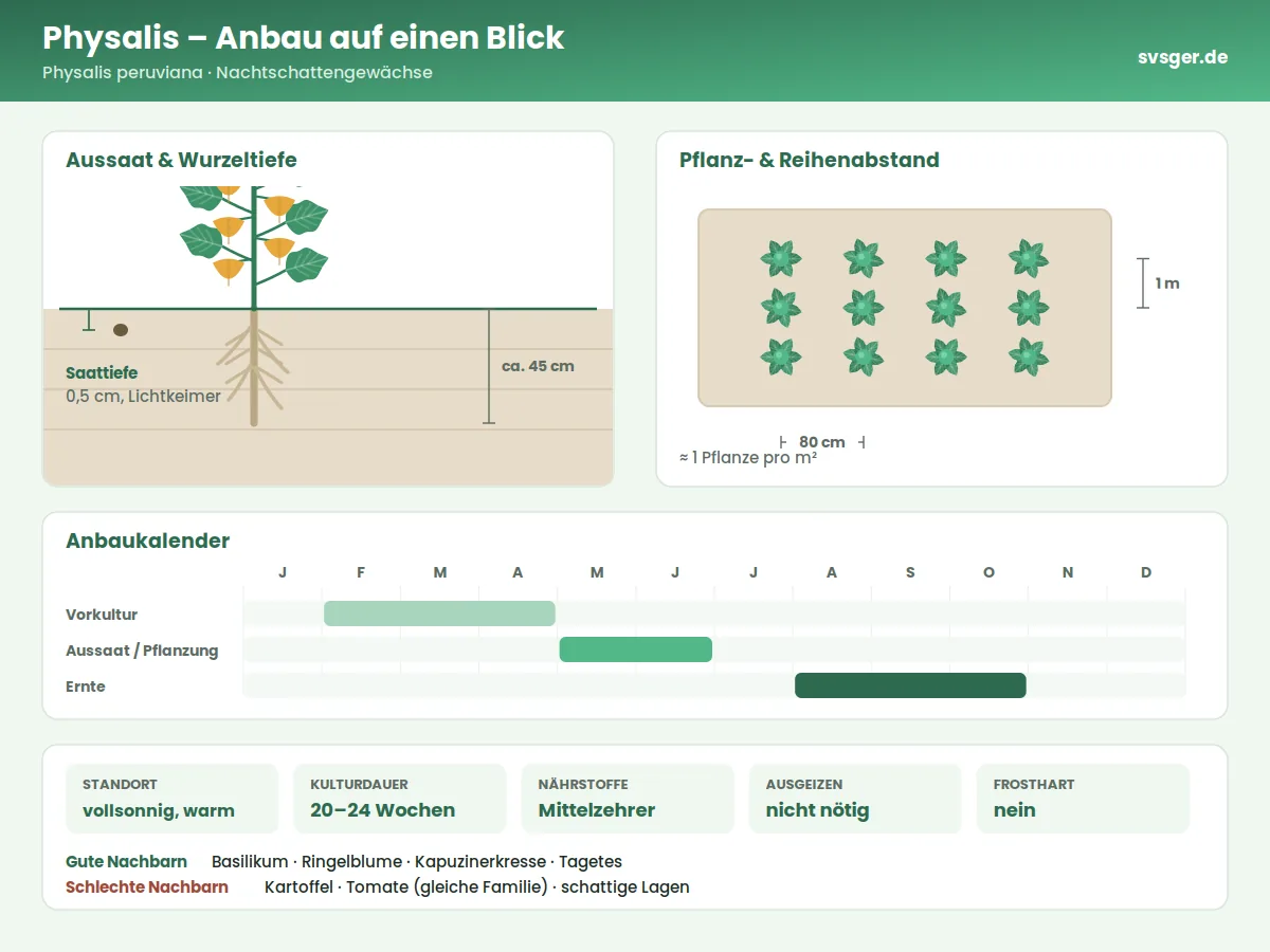 Physalis Aufbau: Saattiefe, Pflanzabstand und Anbaukalender