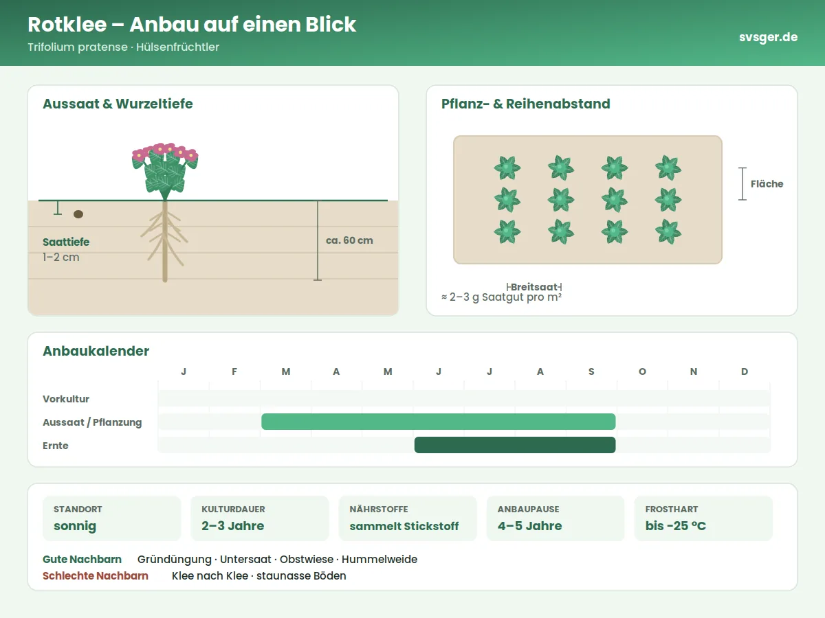 Rotklee Aufbau: Saattiefe, Pflanzabstand und Anbaukalender