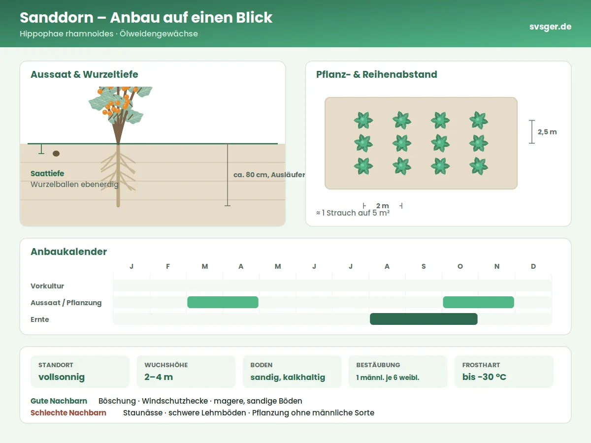 Sanddorn Aufbau: Saattiefe, Pflanzabstand und Anbaukalender