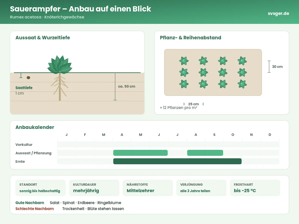 Sauerampfer Aufbau: Saattiefe, Pflanzabstand und Anbaukalender