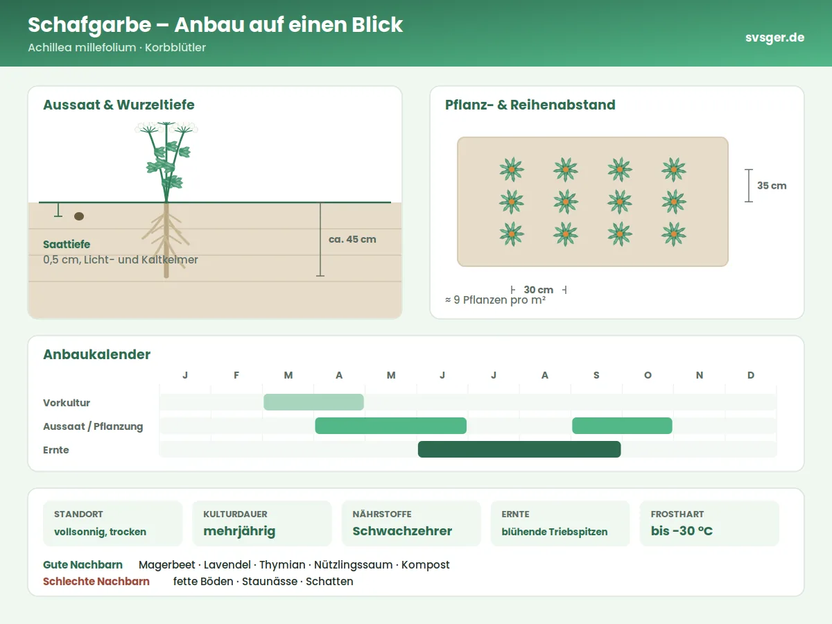 Schafgarbe Aufbau: Saattiefe, Pflanzabstand und Anbaukalender