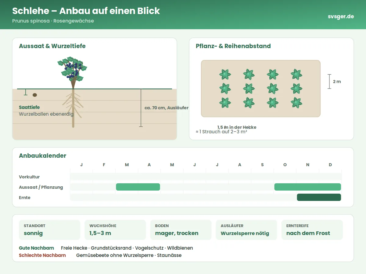 Schlehe Aufbau: Saattiefe, Pflanzabstand und Anbaukalender