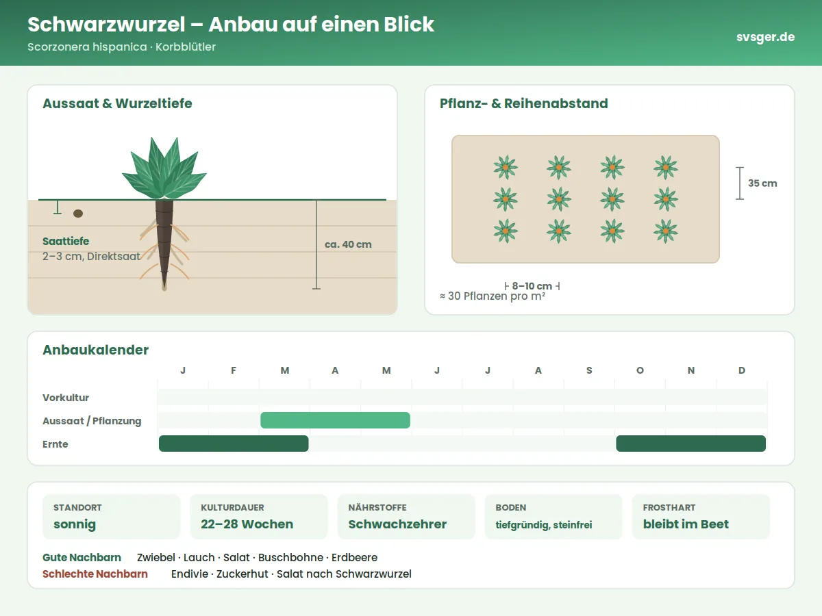 Schwarzwurzel Aufbau: Saattiefe, Pflanzabstand und Anbaukalender